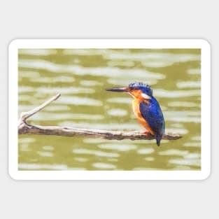 Malagasy Kingfisher Sticker